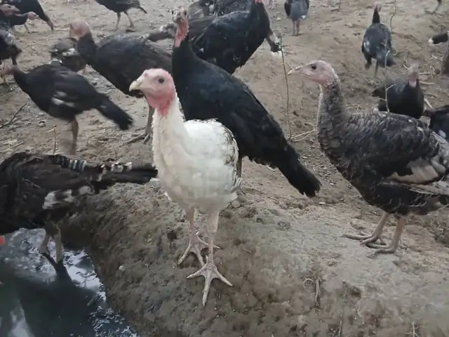 Индюкчуча, Бобоҷон Ғафуров