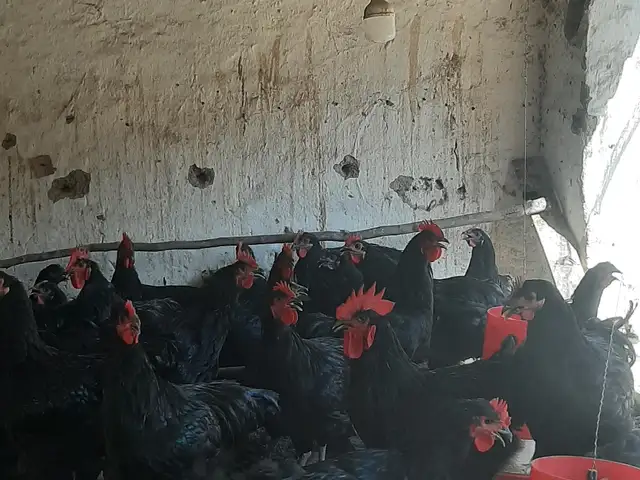 Мурги Джерси гигант, Хуҷанд