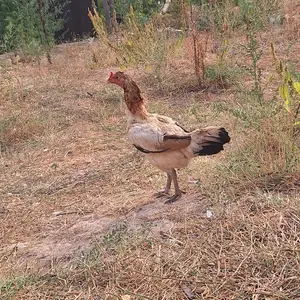 Мург, Душанбе