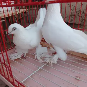 Голуби, Восеъ