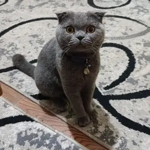 Коты на вязку, Худжанд