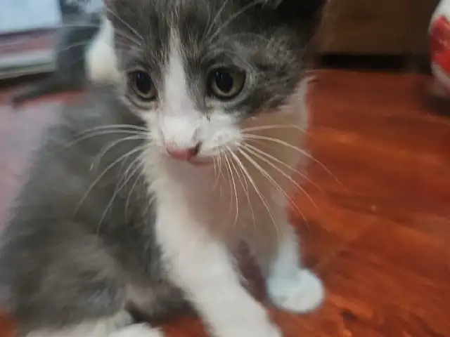 Котенок вислоухий, Хуҷанд