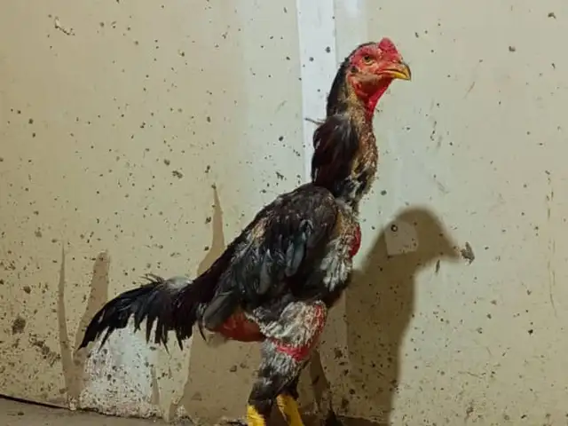 Дакан, Шахринав