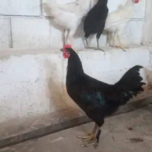 Хурусхо, Истаравшан
