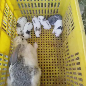 Харгӯши оча бача, Худжанд