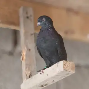 Кафтар Турки, Душанбе