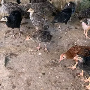 Чӯҷаи индюк, Канибадам