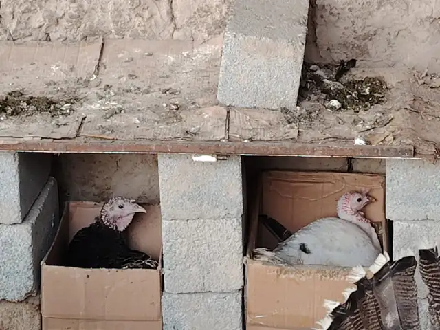 Индюки курк, Турсунзода