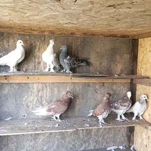 Кафтар, Душанбе