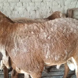 Кушкор, Худжанд