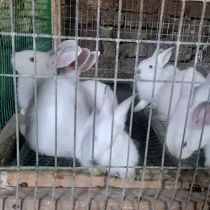 Харгуши колифорния, Душанбе