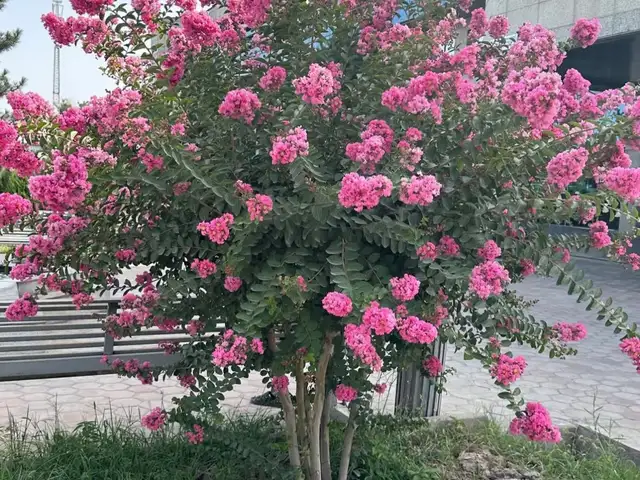 Индийский Сирень, Душанбе