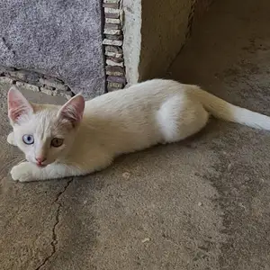 Котенок, Худжанд