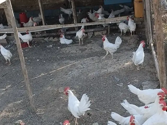 Хурус чуча, Худжанд