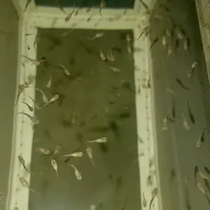 Рыбки гуппи, Хуҷанд