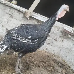 Индюк, Ҳисор