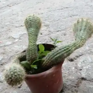Кактус, Душанбе