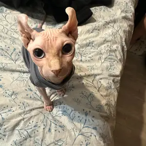 Кошечка Сфинкс Эльф на вязку, Душанбе