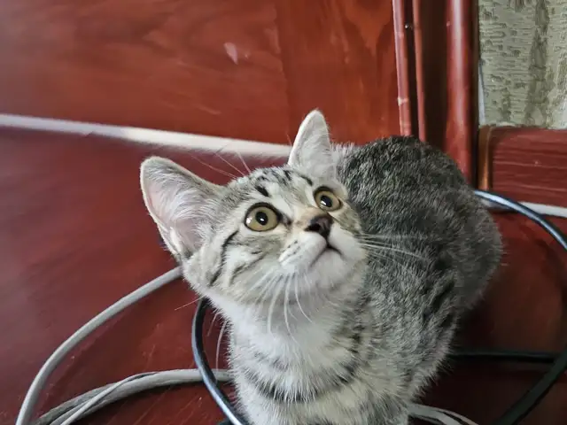 Шотландский смешанный котенок, Душанбе