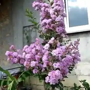 Индийская сирень, 1м, Душанбе
