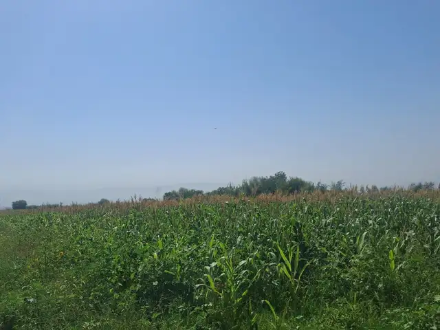 Силоси чугори, Ҳисор
