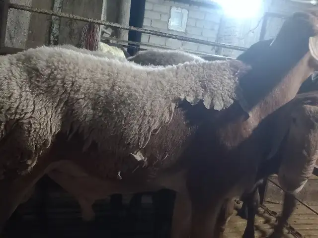 Қӯчкор, Хуҷанд
