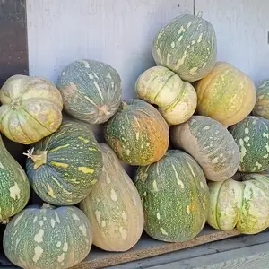 Каду, Хуҷанд