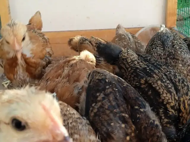 Чӯҷа, Худжанд