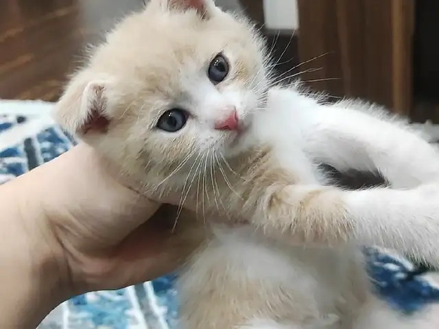 Шотландский вислоухий котёнок, Душанбе - 2