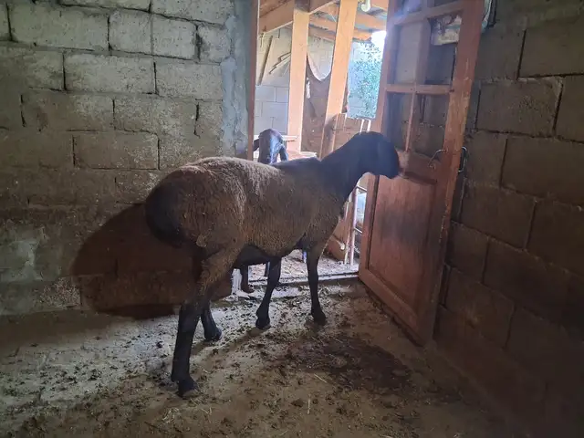 Гусфанд, Хуҷанд