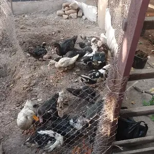 Утки, Ваҳдат