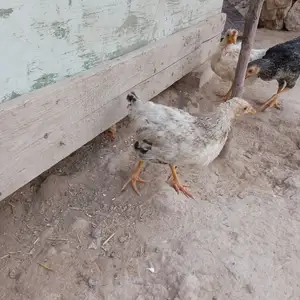 Чучаи рябушка, Душанбе