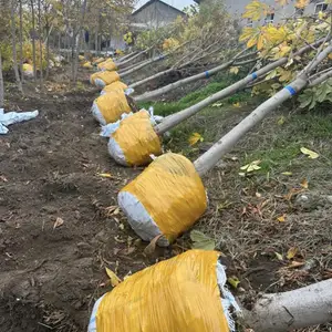 Каштан, Душанбе