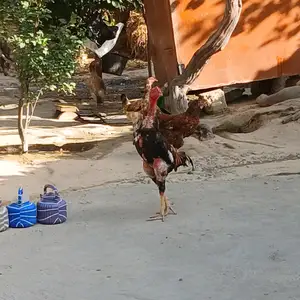 Дакан, Кӯлоб