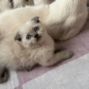 Котята, Худжанд