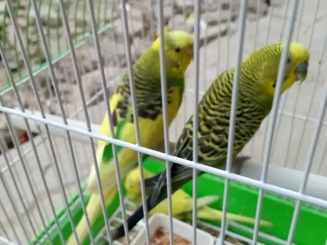 Попугай, Душанбе