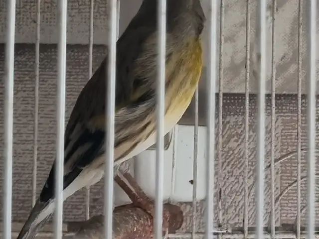Шигол Гибрид, Душанбе