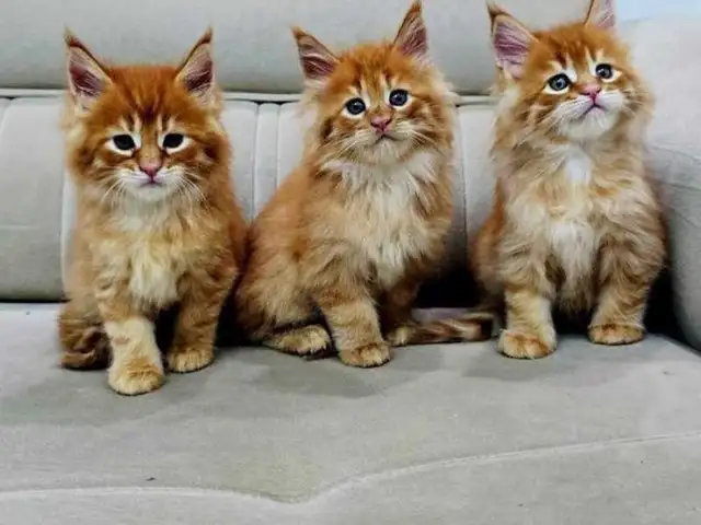 Котята породы Мейн кун, Душанбе
