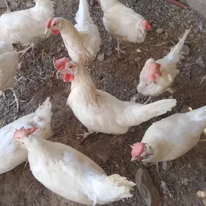 Мурги сафед, Худжанд