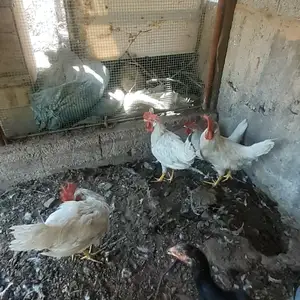 Хуруз, Худжанд