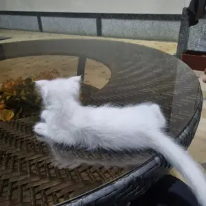 Кошка, Худжанд