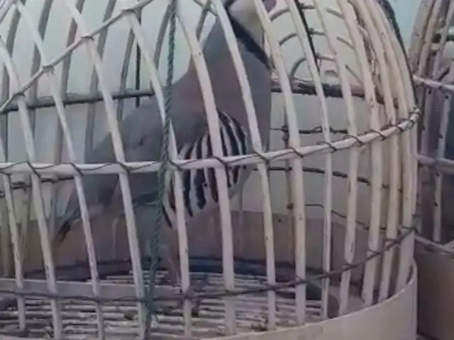 Кабк, Душанбе