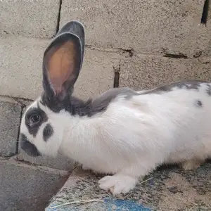 Харгуш, Душанбе