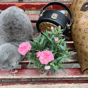 Разновидность гвоздики, Душанбе
