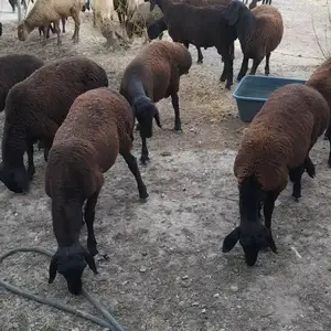 Барра, Душанбе