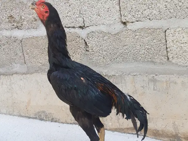 Дакани саман, Душанбе