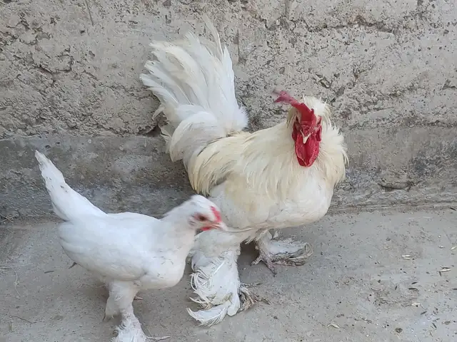 Мурғ, Худжанд