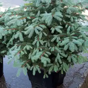 Голубая ель, Душанбе
