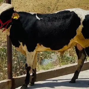 Бука, Душанбе