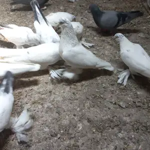 Кафтар, Гиссар